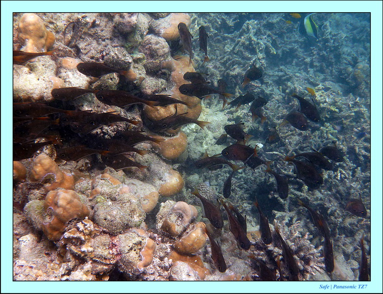 2011 - 03 - Koh Kradan 038